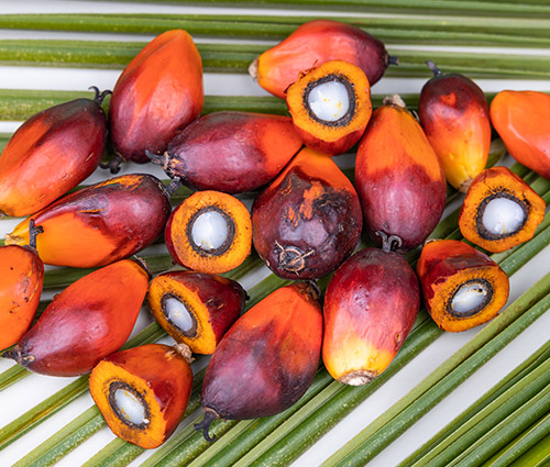 Handful of black soil over nature background